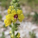 Annual Mullein - Photo (c) Fabien Piednoir, some rights reserved (CC BY-SA), uploaded by Fabien Piednoir