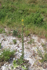 Verbascum boerhavii