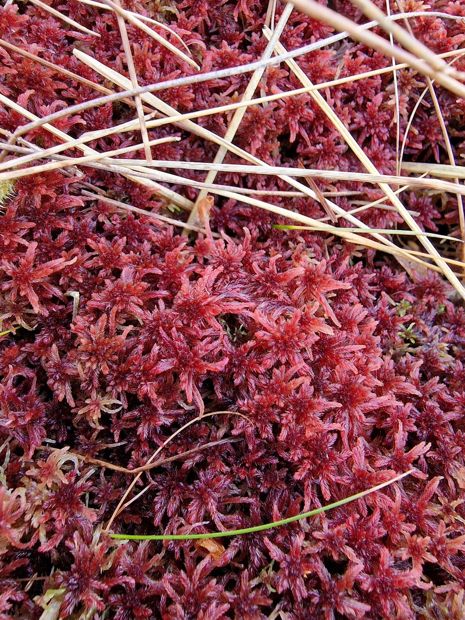 Sphagnum warnstorfii