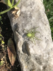 Micrommata