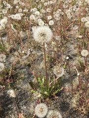 Taraxacum officinale