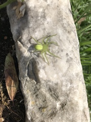Micrommata