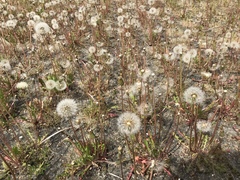 Taraxacum officinale