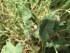Geranium rotundifolium