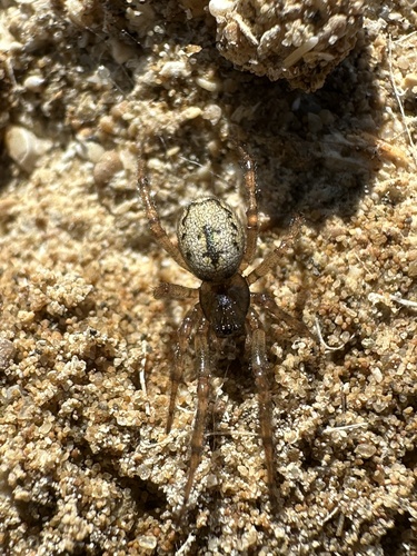 Enoplognatha serratosignata