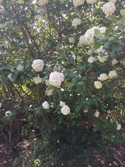 Viburnaceae
