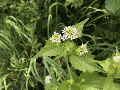 Alliaria petiolata
