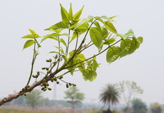 Lannea coromandelica