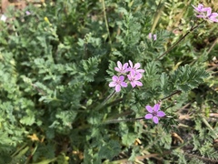 Erodium cicutarium