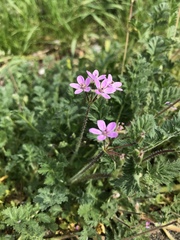 Erodium cicutarium