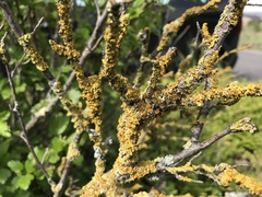 Xanthoria parietina