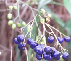 Dianella ensifolia