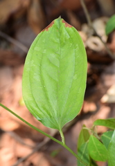 Smilax zeylanica