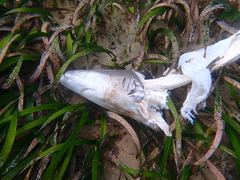 Carcharhinus obscurus