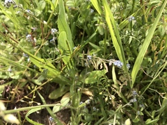 Myosotis ramosissima