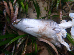 Carcharhinus obscurus
