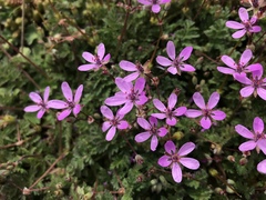 Erodium cicutarium