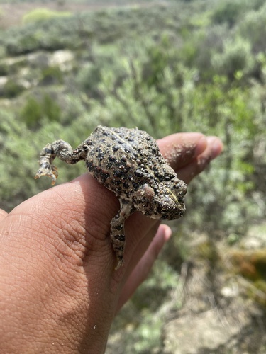 iNaturalist observation photo of California Toad