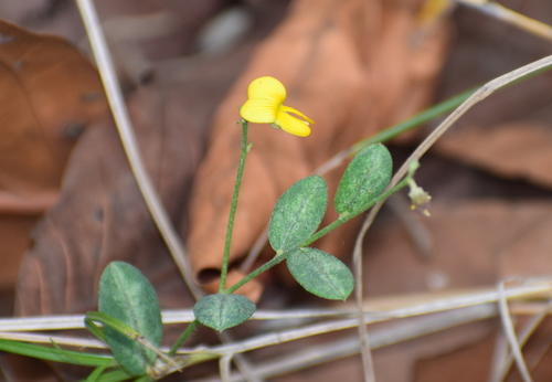 Crotalaria prostrata observed 2019-04-22