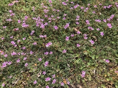 Erodium cicutarium
