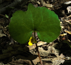 Viola rotundifolia