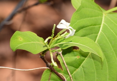 Holarrhena pubescens