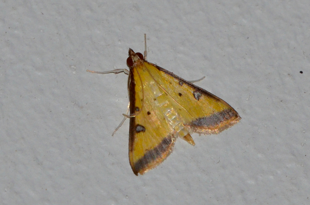 Samea sylvialis