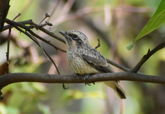 Common Woodshrike photo 4