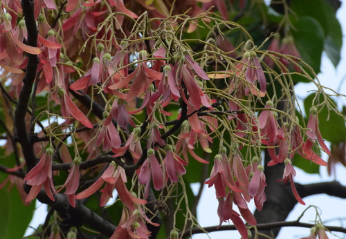 shorea-robusta-sal-tree-sarai-