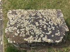 Protoparmeliopsis muralis