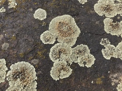 Protoparmeliopsis muralis