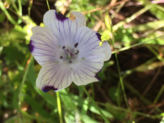 Nemophila maculata