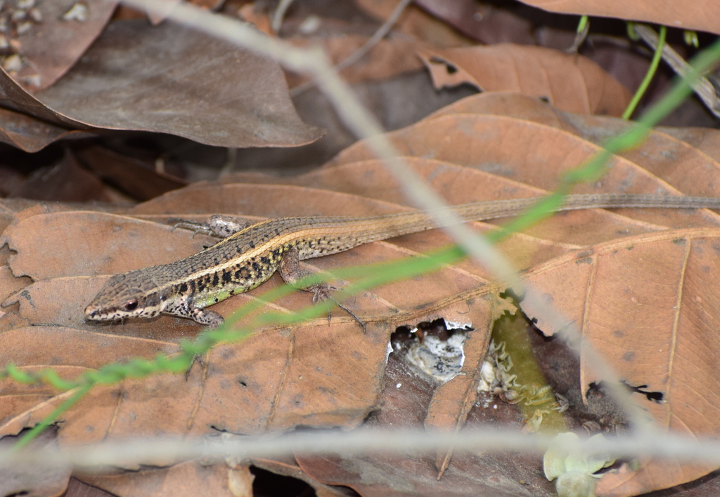 Lesser Snake-Eyed Lacerta