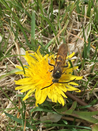 Scoliidae