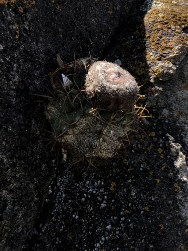 Melocactus lanssensianus