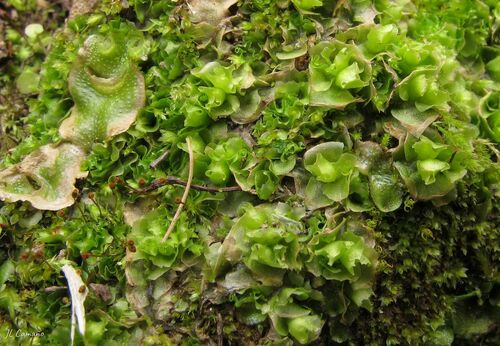 Representative image of Fossombronia angulosa