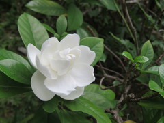 Gardenia jasminoides