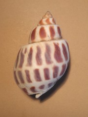 Babylonia areolata
