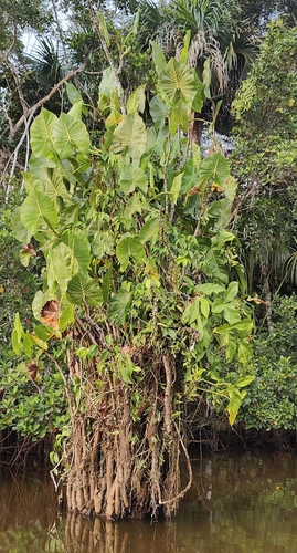 Image of Montrichardia linifera by no rights reserved