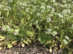 Valerianella locusta