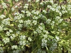 Valerianella locusta