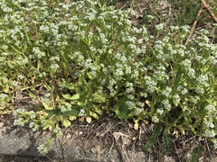 Valerianella locusta