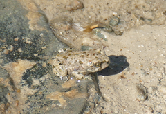 Bufotes cypriensis