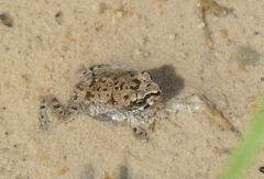 Bufotes cypriensis