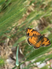 Phyciodes tharos riocolorado