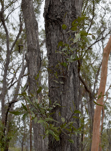 Eucalyptus granitica