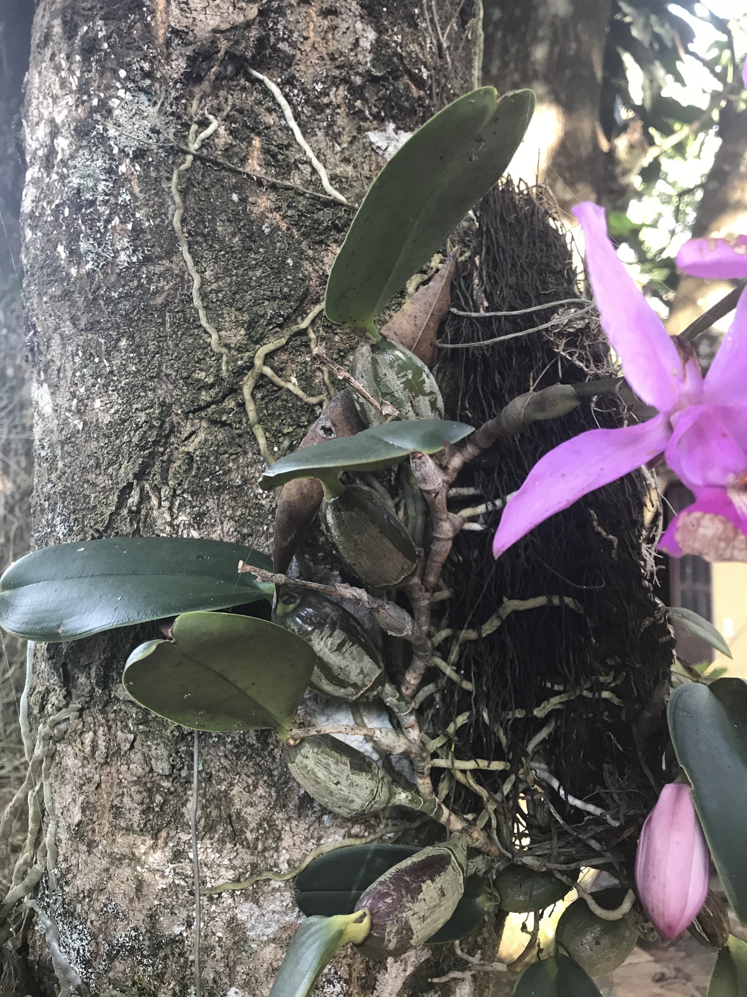 Imagem de Orquídea