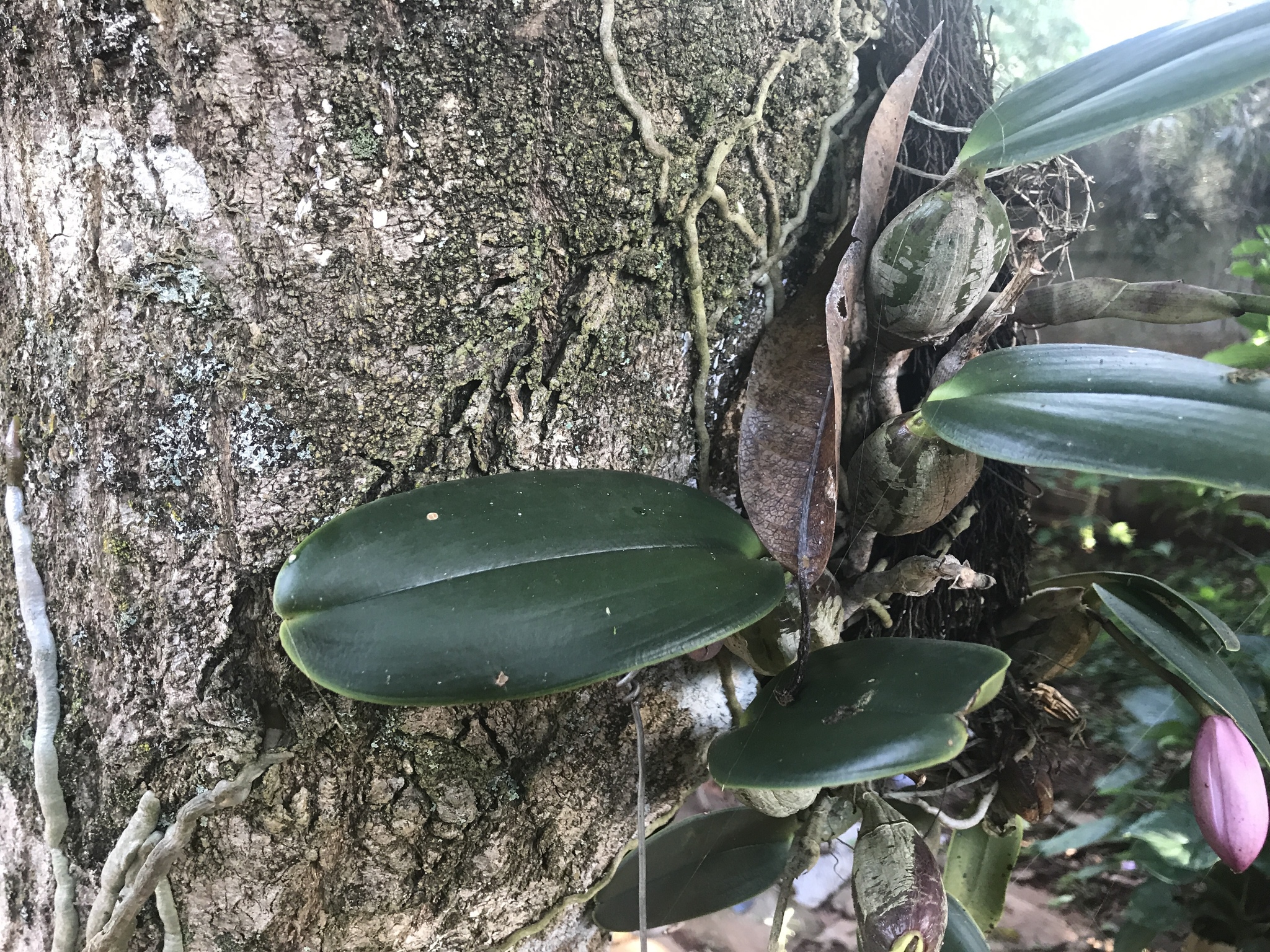 Imagem de Orquídea