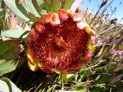 Protea effusa