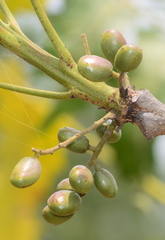 Lannea coromandelica